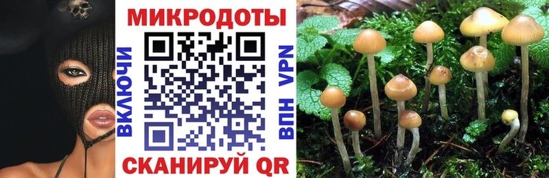 цены   Пугачёв  Галлюциногенные грибы Psilocybe 